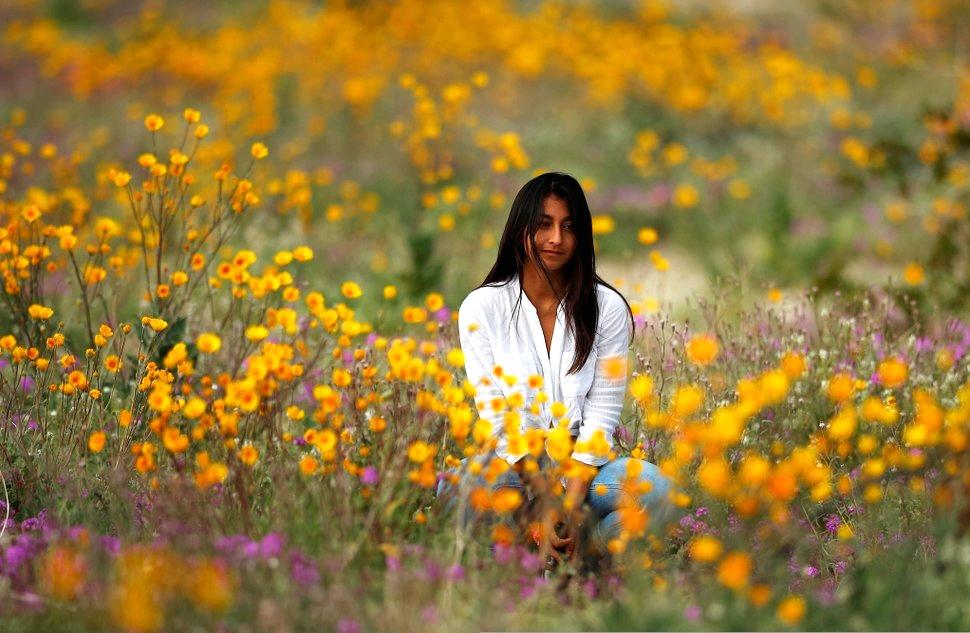 南加州超级罂粟花海即将爆发 但绝不是毒品 知乎