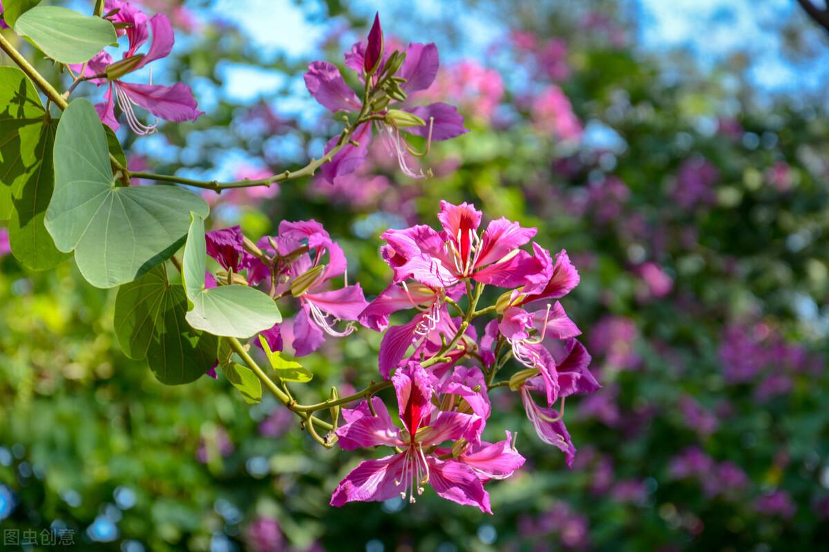 适合庭院种植的红花羊蹄甲 有什么历史故事 知乎