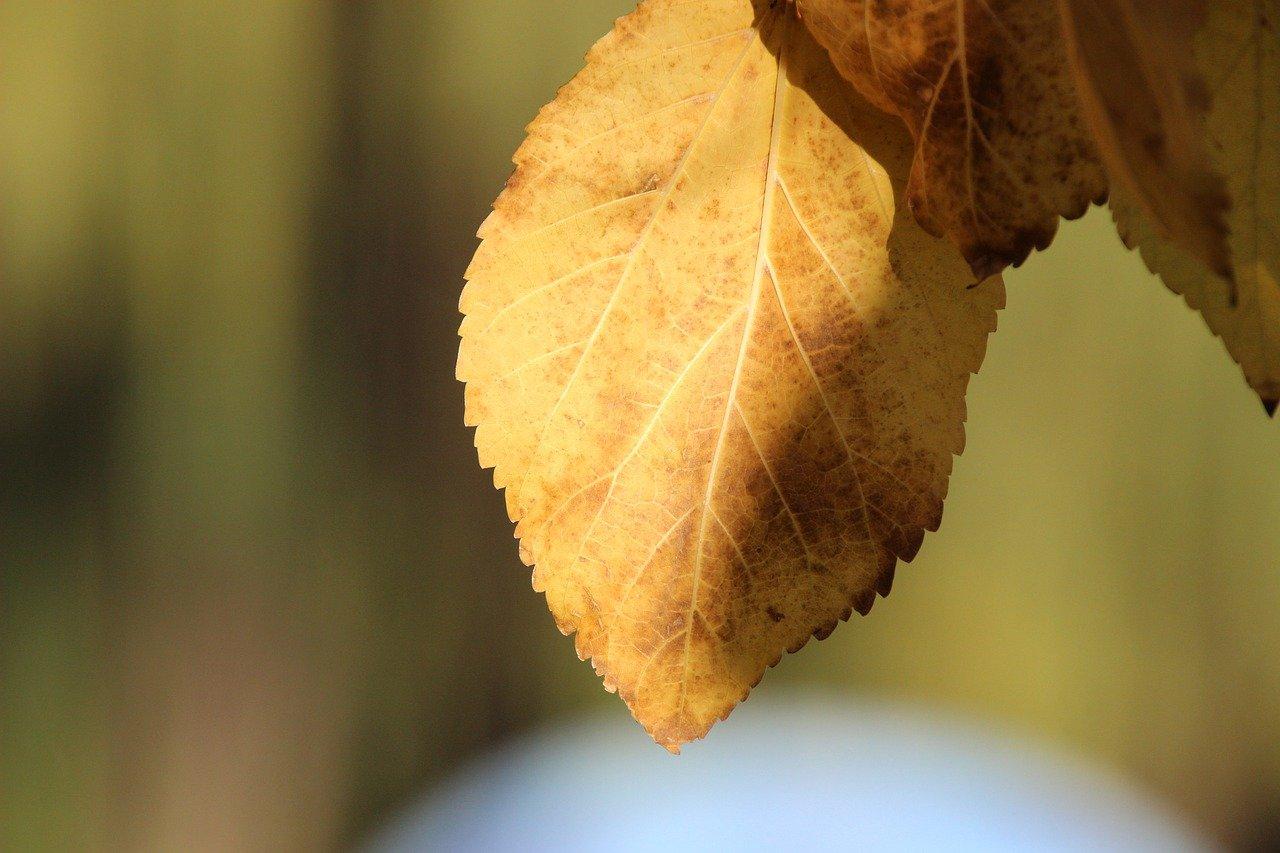 3. 施肥调整方案