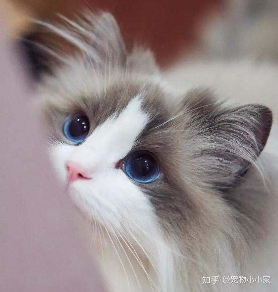 “土猫”和“洋猫”有哪些区别?这几点差别很真实