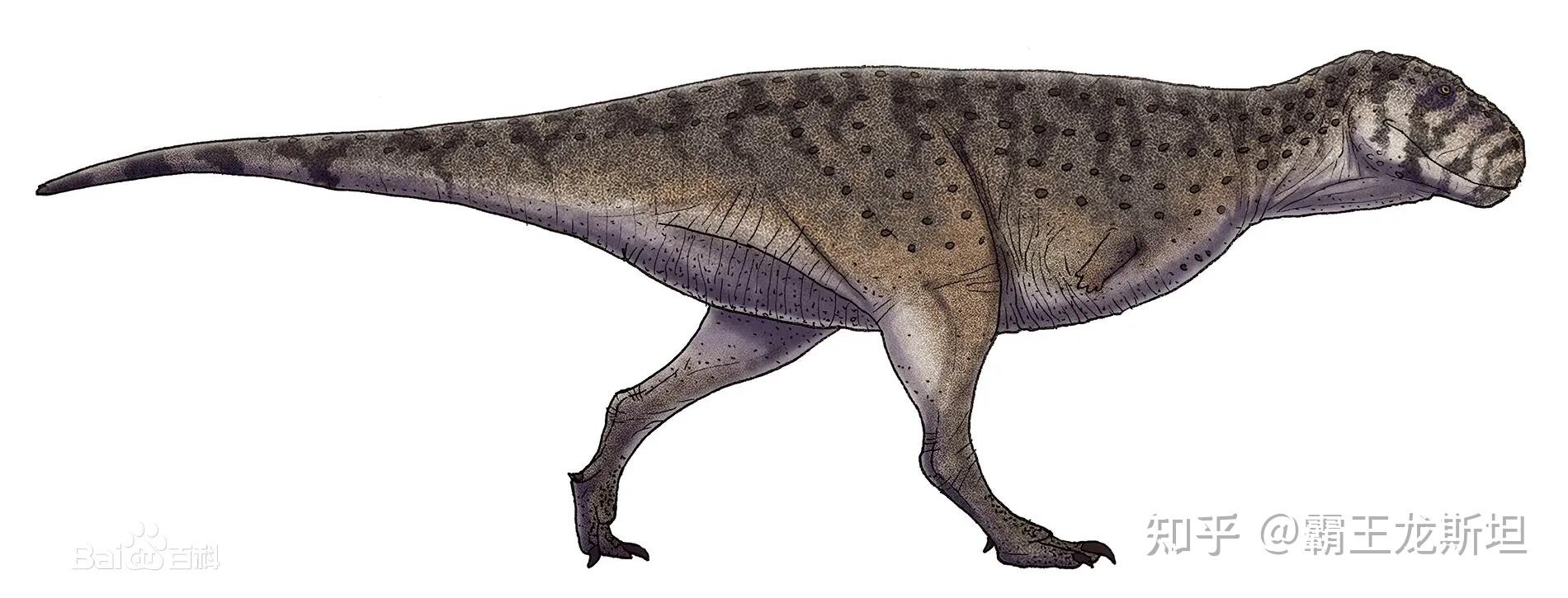 相遇的两大巨型鲨齿龙类    —   马普龙与米拉西斯龙
