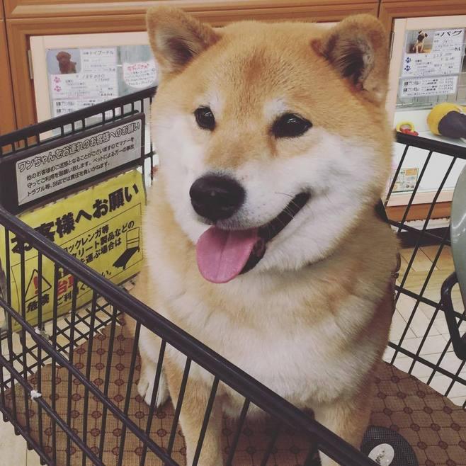 柴犬 是什么样的犬呢 知乎 柴犬 是什么样的犬呢 知乎