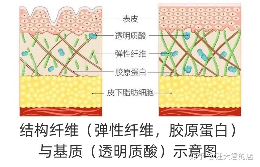 真皮里面有什么 - 知乎