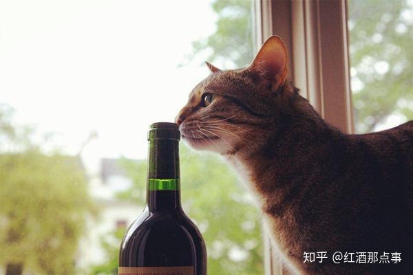开了瓶红酒不好喝 这些情况 你的酒还有救 知乎