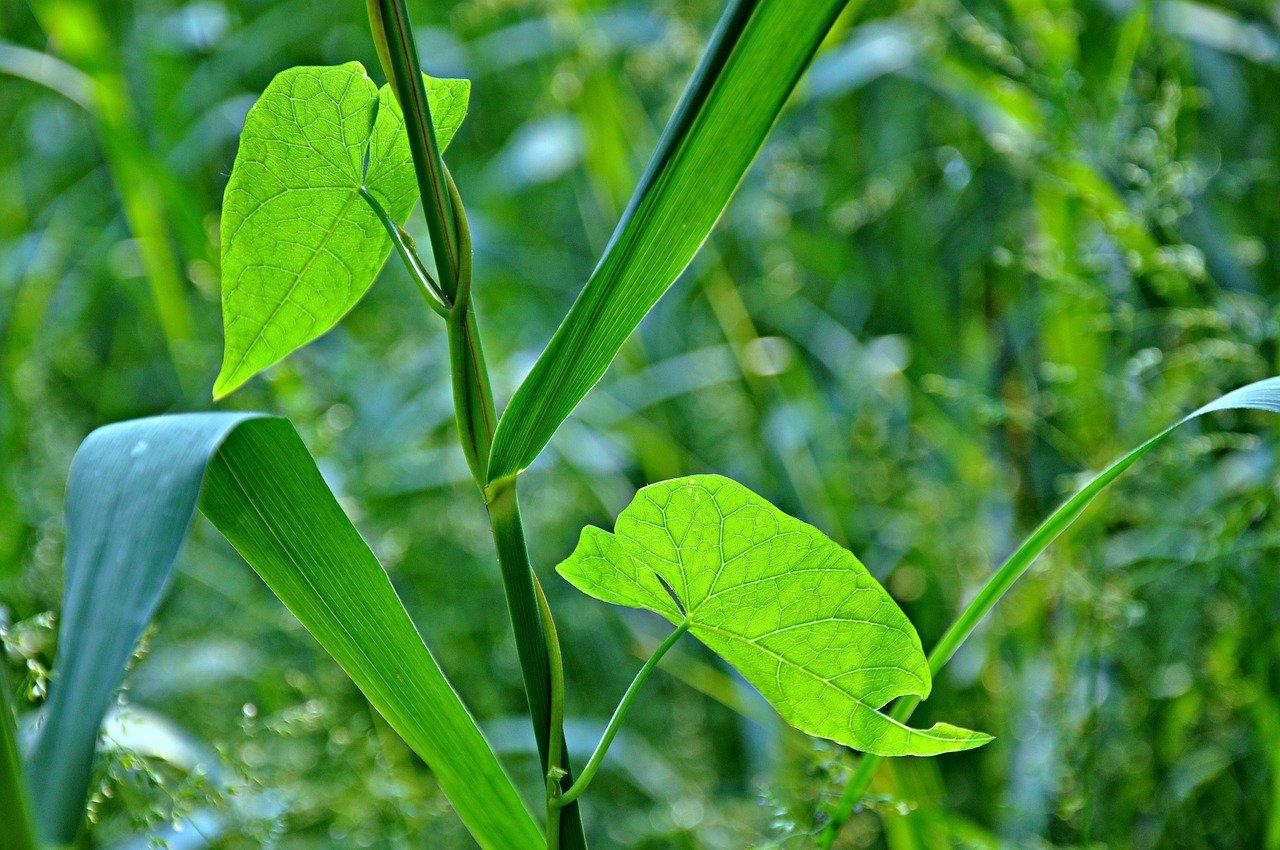 玉米卷叶怎么办