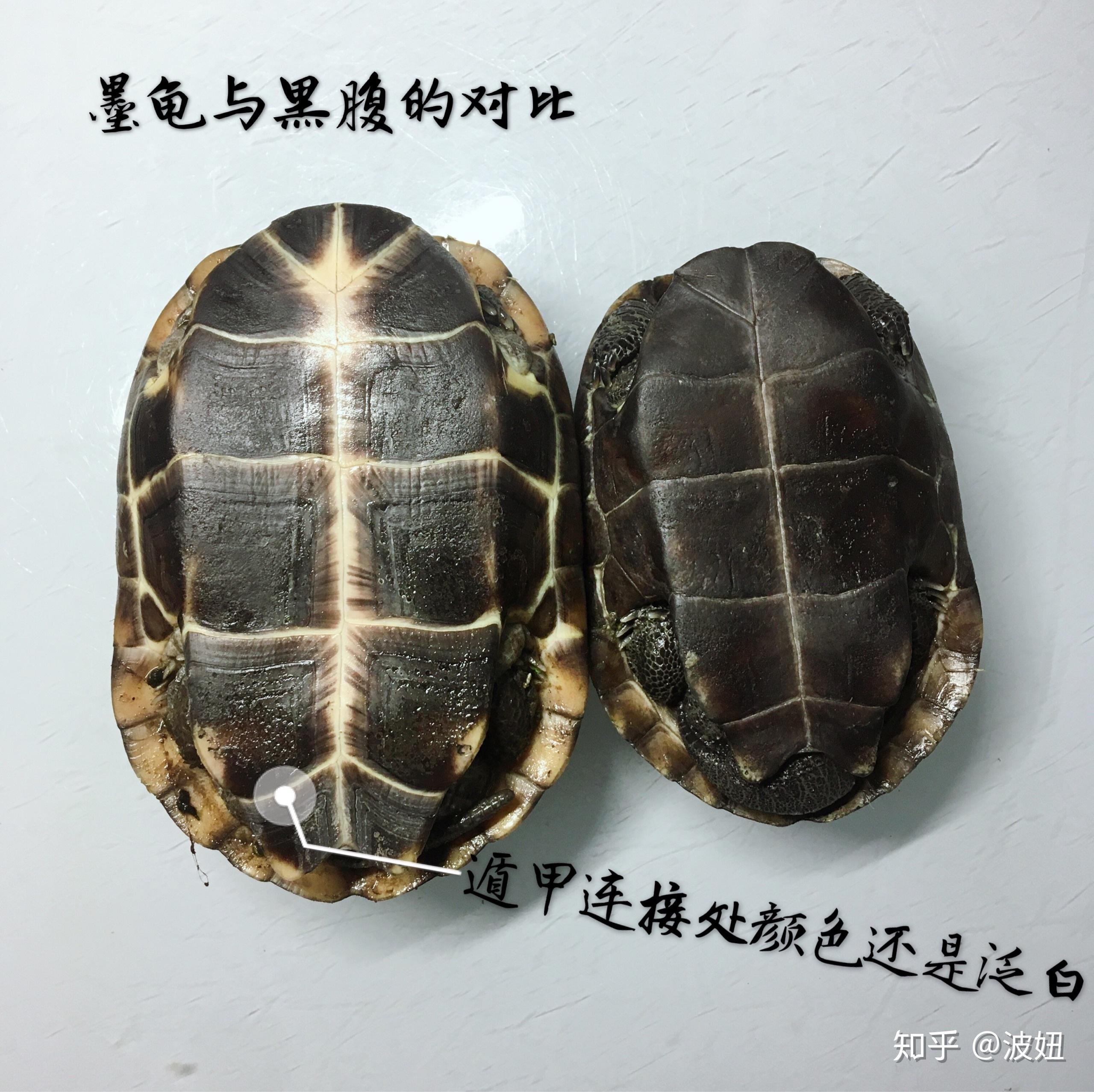 公草龟的墨化过程图片图片