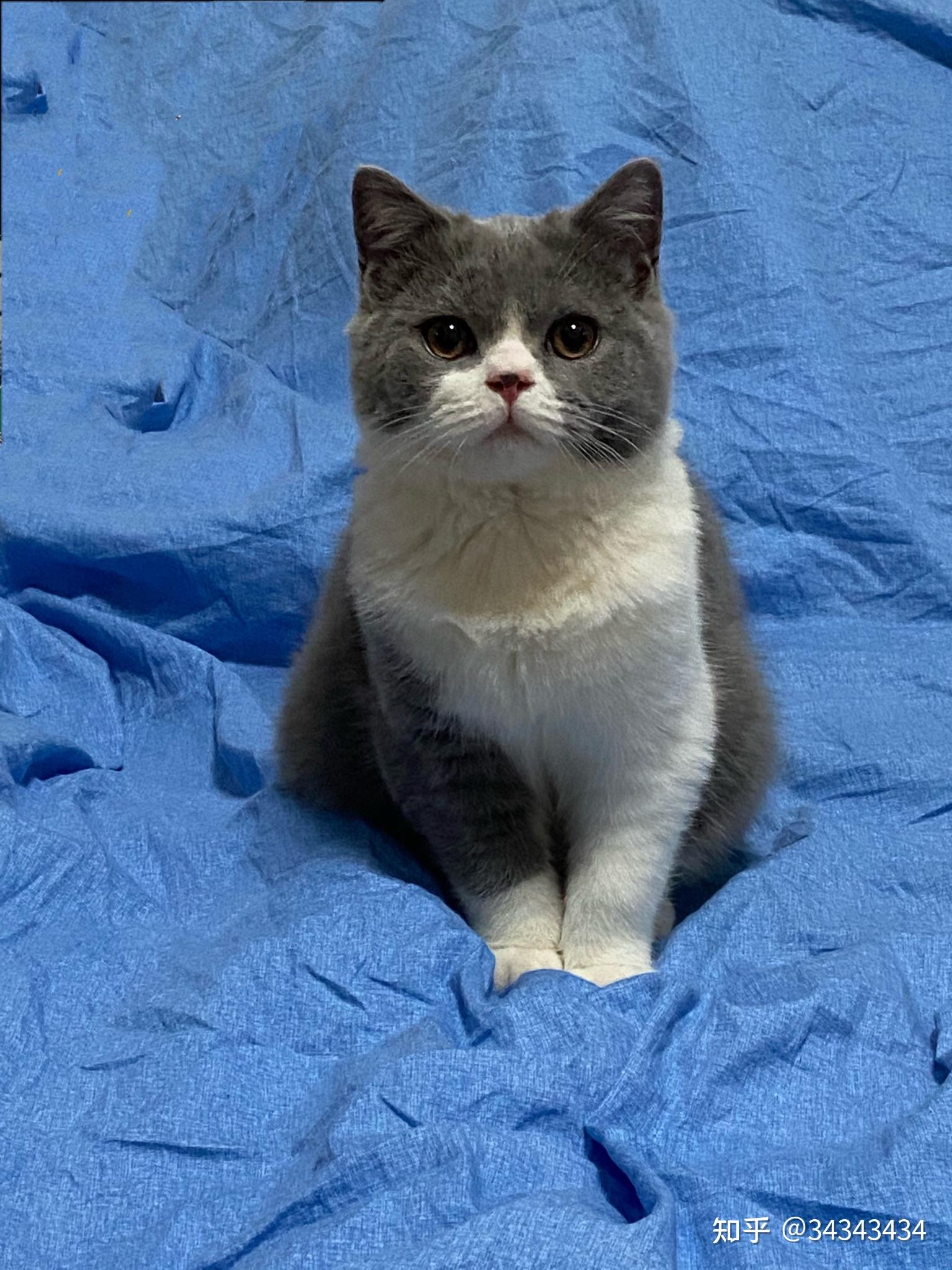 白手套的猫咪有多可爱