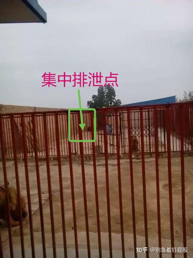 从0开始养狗指南(狗场经验+2.8万字) - 知乎