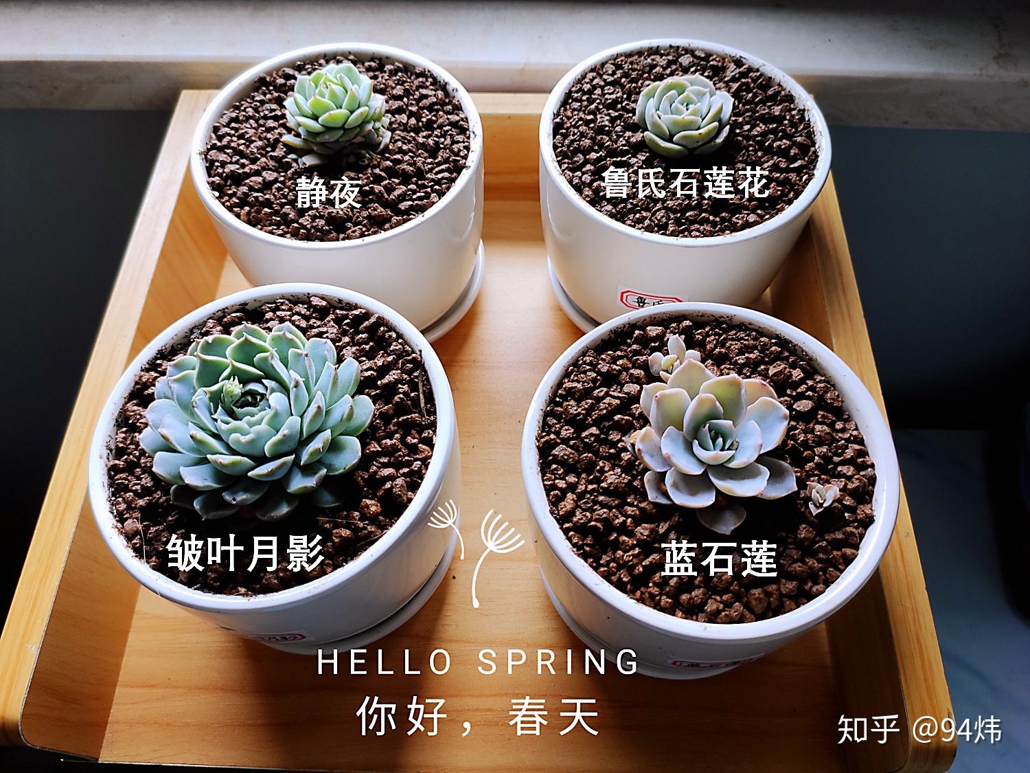 心情篇养多肉究竟是一种什么样的体验