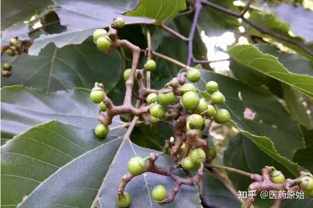 带你识别枳椇子