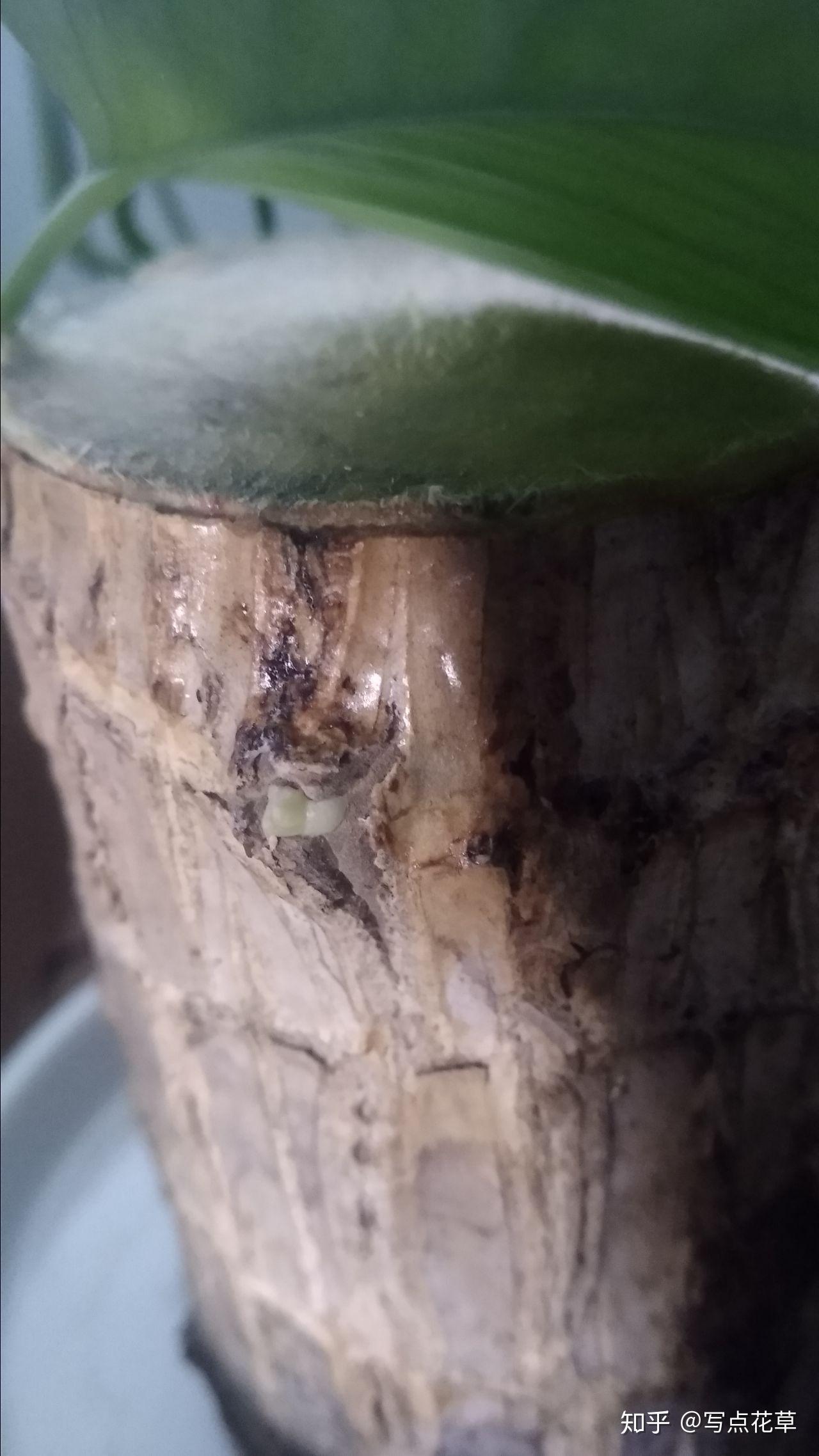 巴西木水培观察笔记