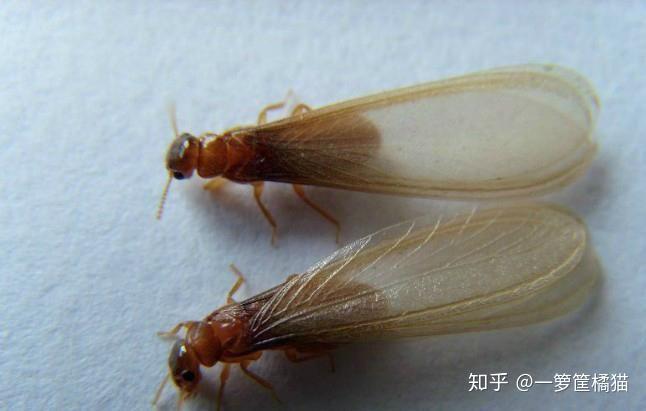 请问黄色身体透明翅膀是什么虫