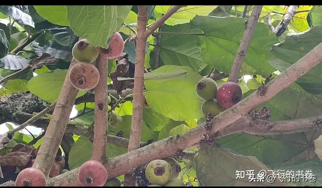 神秘的大果榕:世界上最大的无花果!你吃过吗 - 知乎