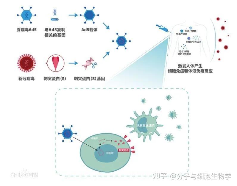 一文读懂新冠重组腺病毒载体疫苗的工作原理