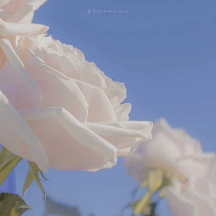 有没有夏天比较清爽的头像