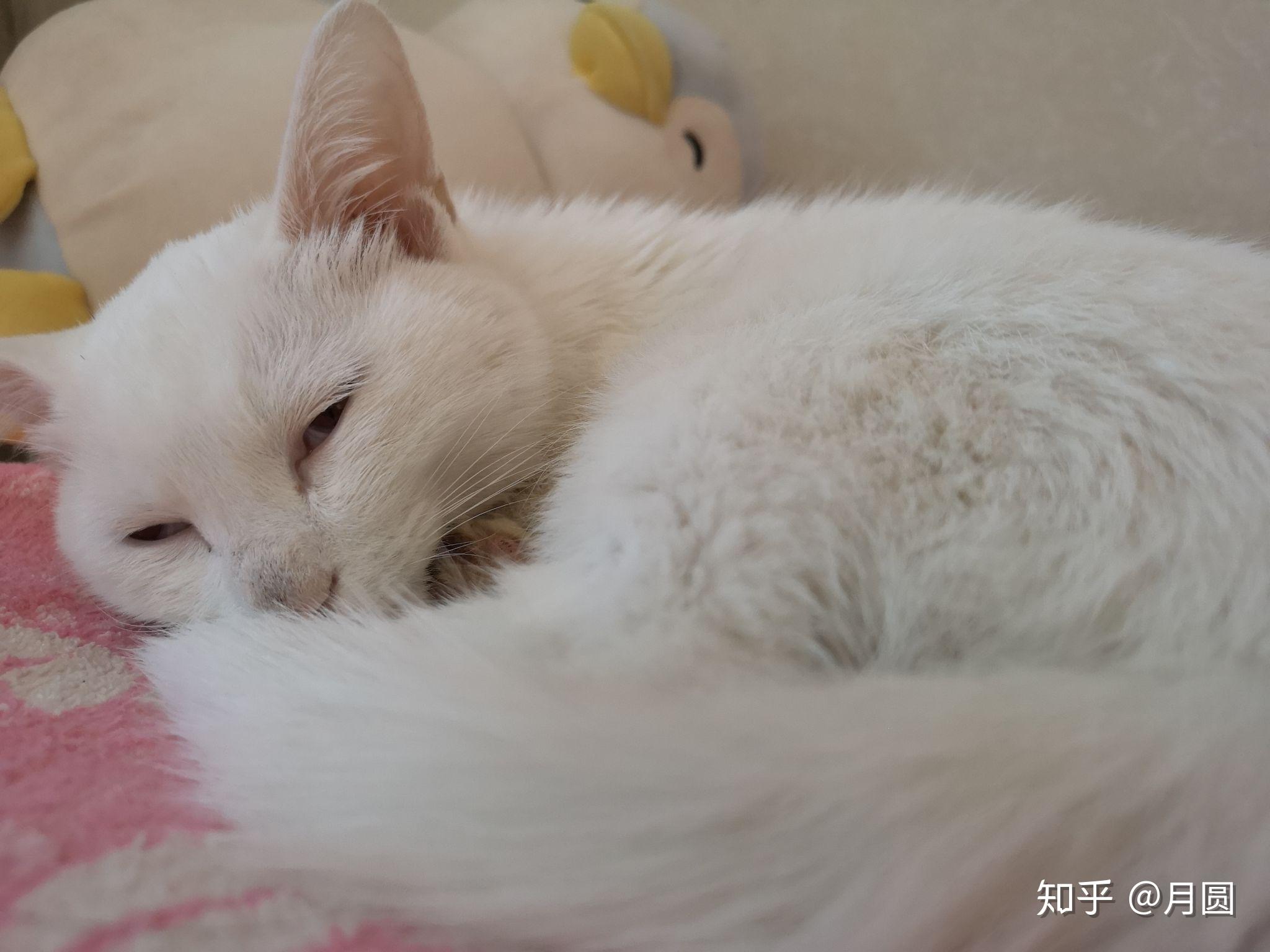 你家小动物有哪些睡得真香的睡姿