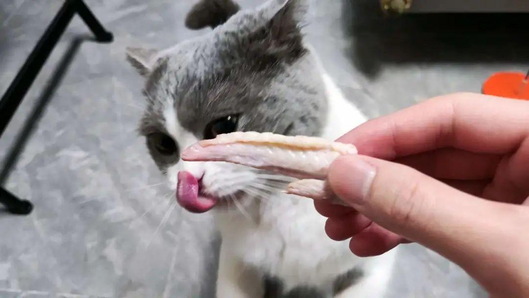 千万不要给猫吃这种骨头! - 知乎