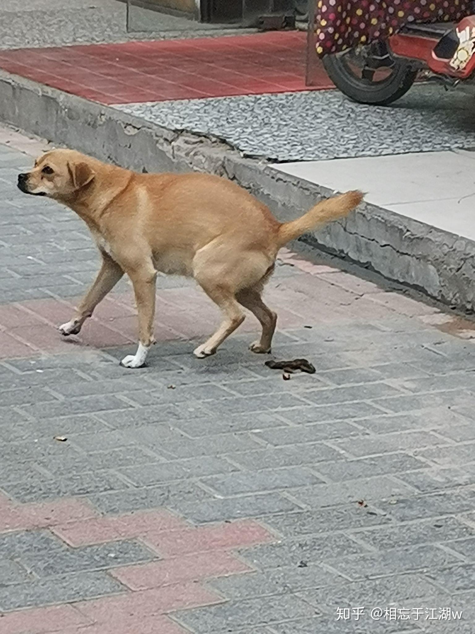 狗可以有多猥琐? 