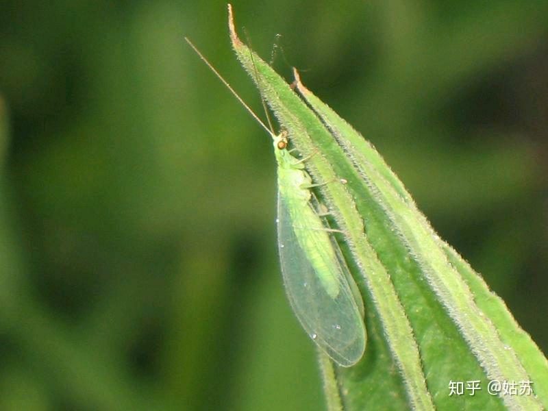 夏天白色翅膀的小飞虫图片