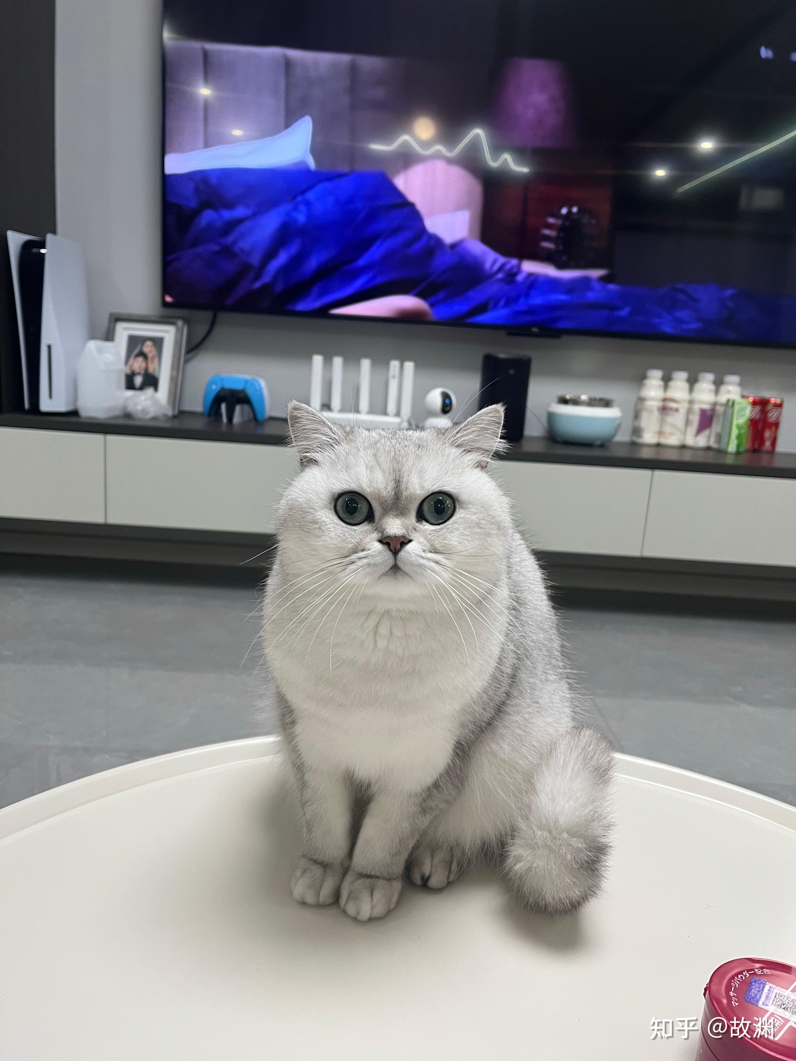 可以看一下你养得很好的猫猫吗? - 知乎