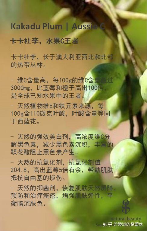 梦幻时光的礼物-卡卡杜李卡卡杜李,被称作 "the gift of dreamtime"