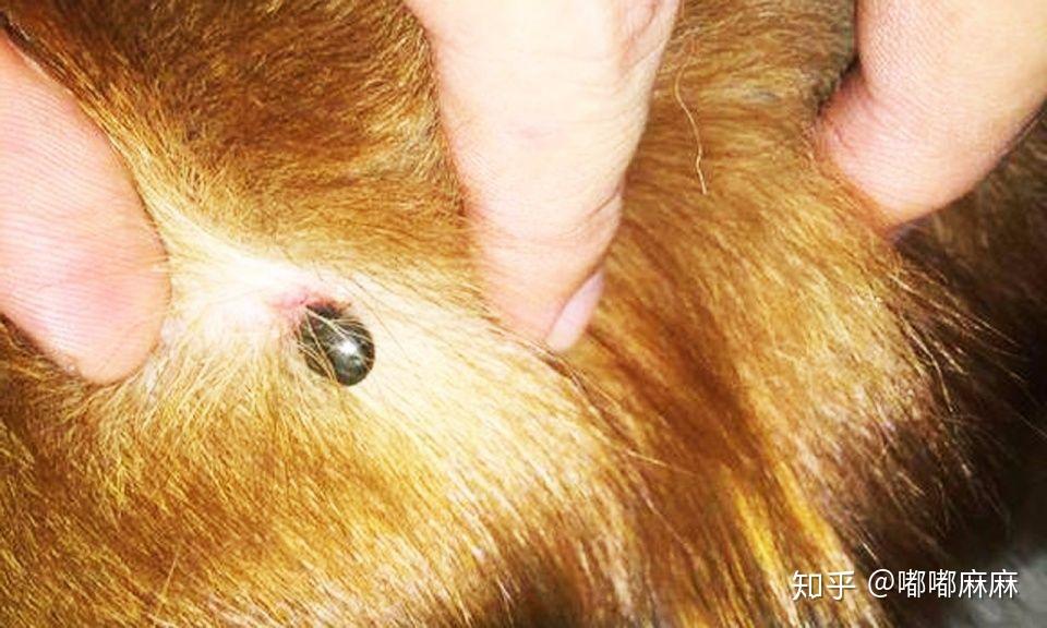 宠物身上发现蜱虫该如何应对