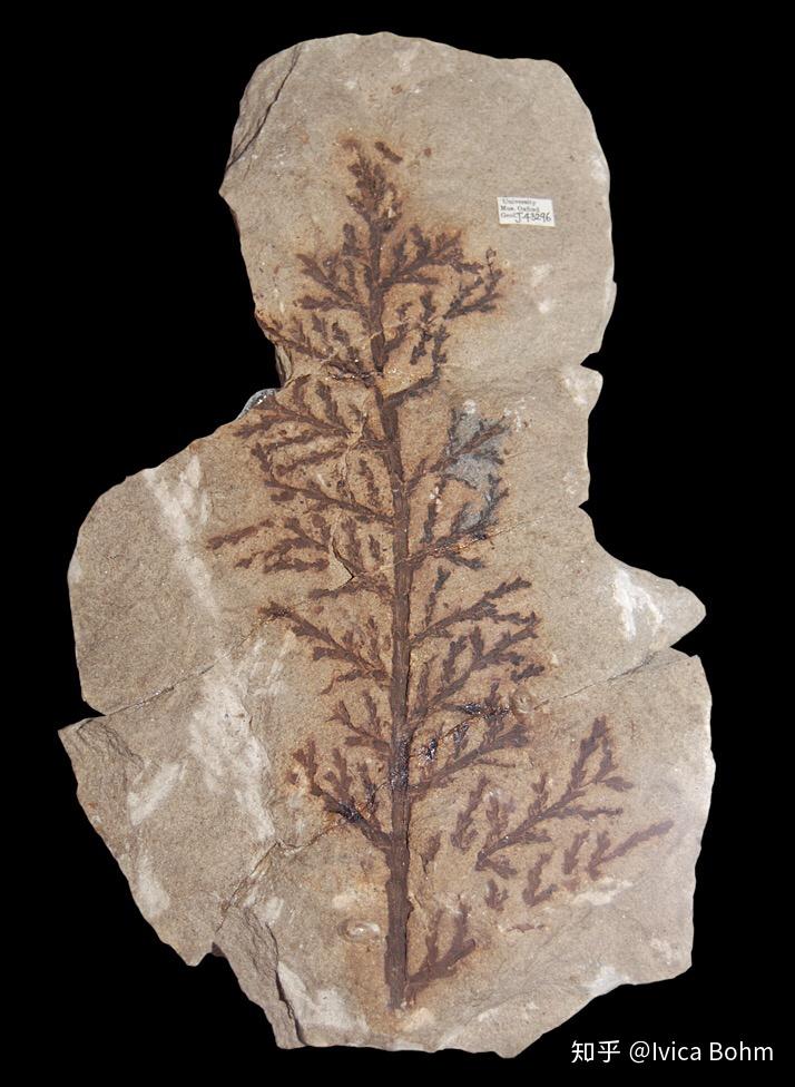 每日物种# 南洋杉科是一类古老的松柏目裸子植物,最早期的化石纪录