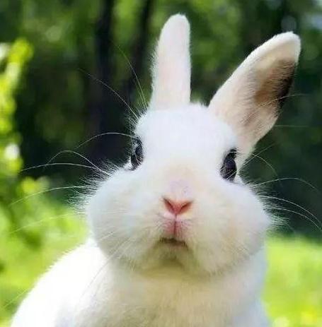 为什么叫玉兔 v2-284c3a0ba7103cee829d84dae77c5857_1440w.jpg?source=172ae18b