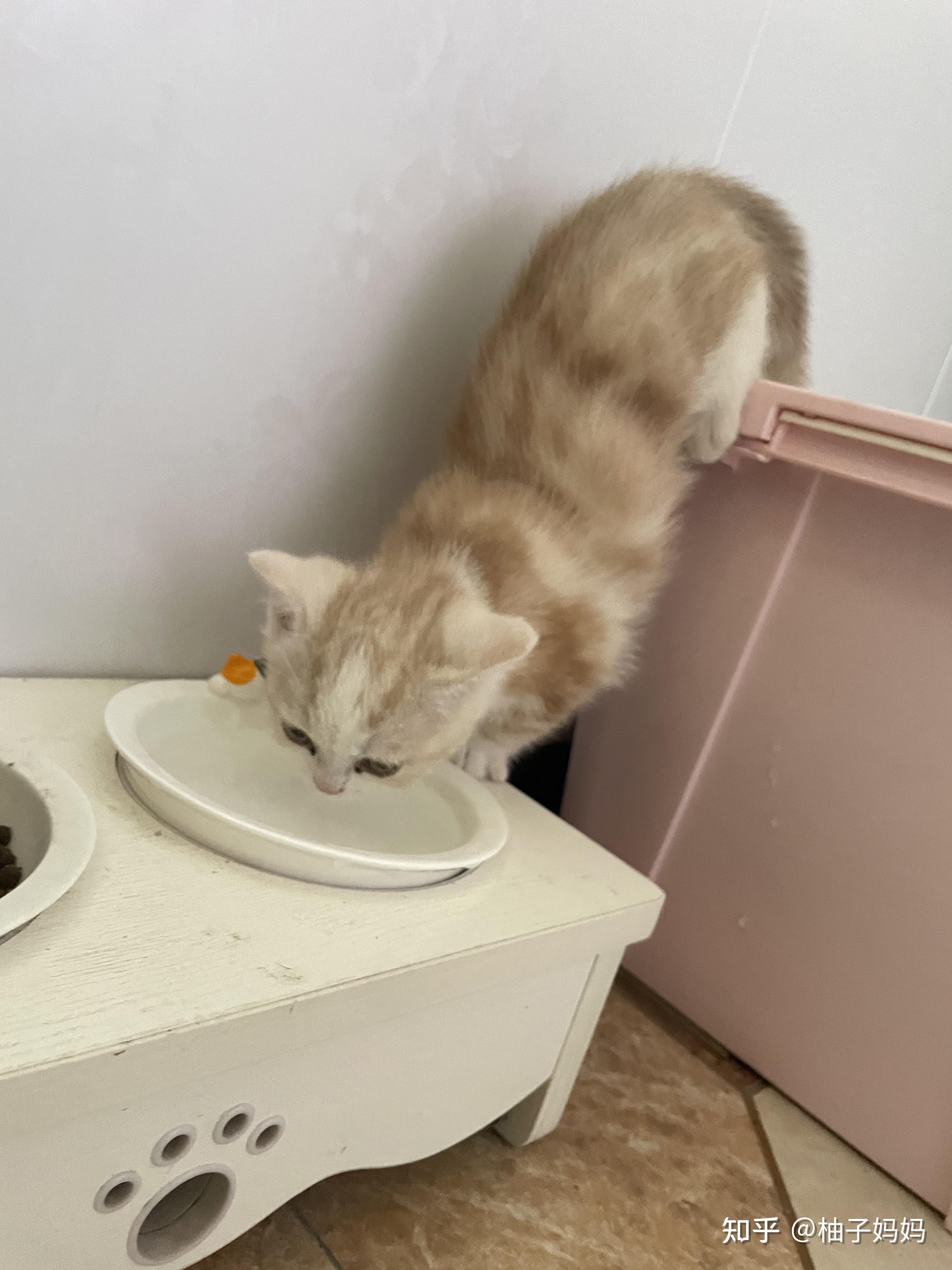 淡黄色美短是怎么回事