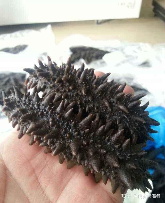 仅北方四岛产这种参,它类似于日本海参,也就是六排刺的俄红