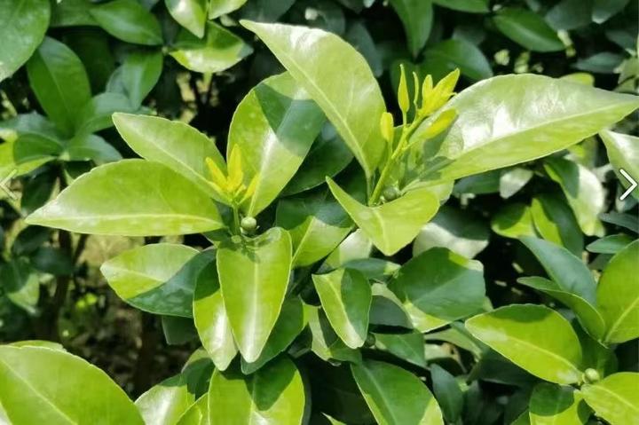 教你一招,快速根据柑橘叶子颜色判断缺少何种微量元素