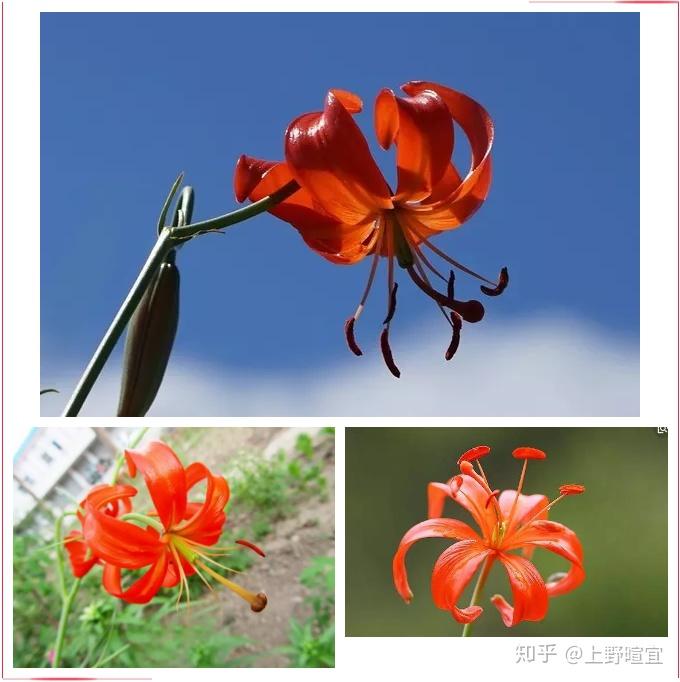 草原最美的花红红的萨日朗是什么花