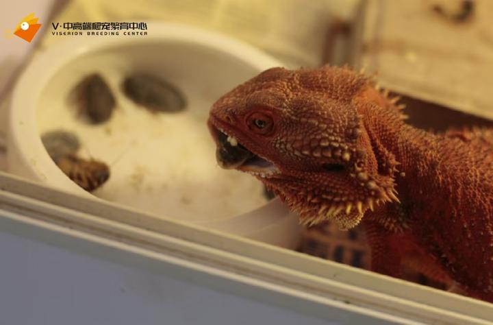 过大过小的活饵对鬃狮蜥有何影响？ - 知乎