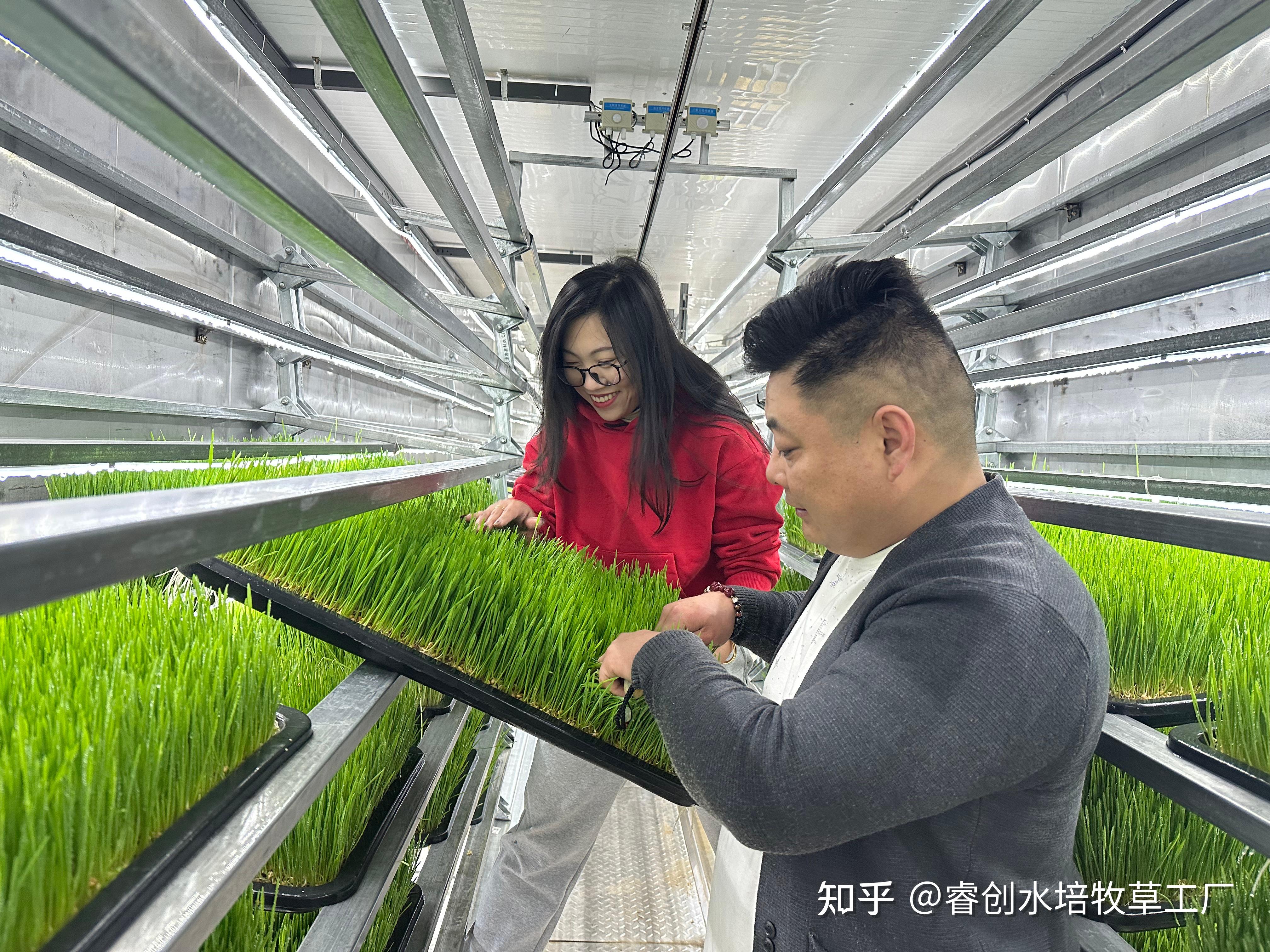 致富经牧草种植视频(致富经种牧草养殖视频)