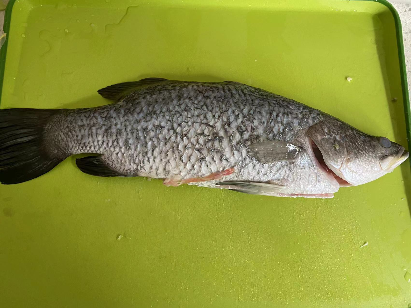 【清蒸Barramundi】股神食谱之最爱的鱼种（建议收藏） - 知乎