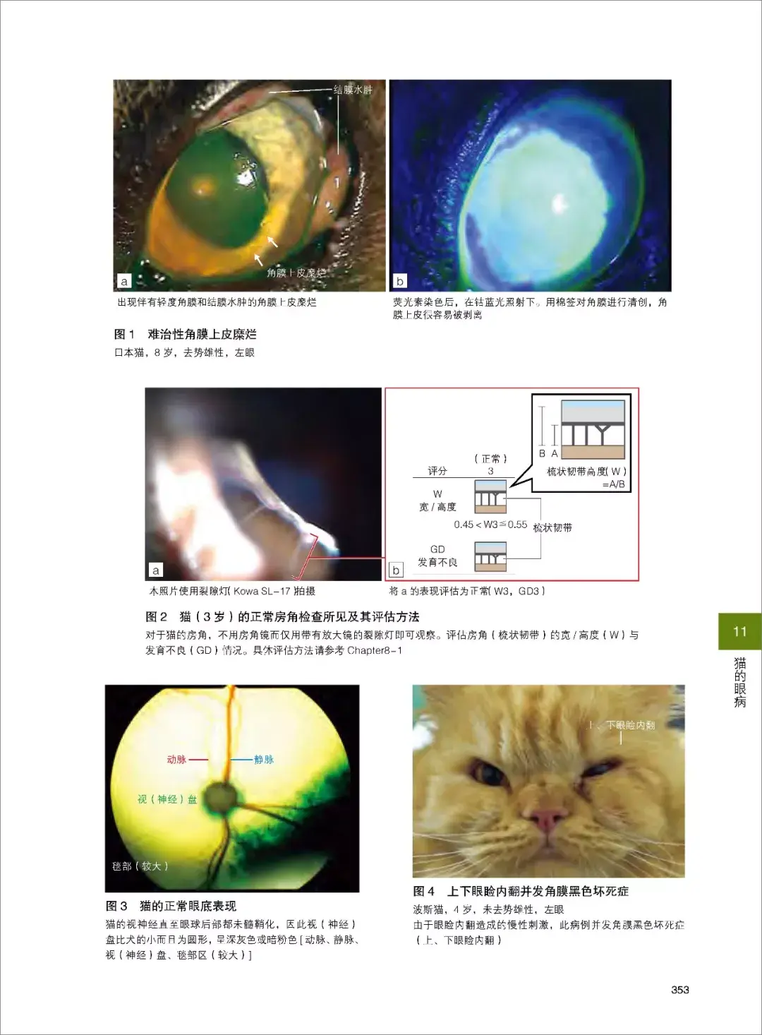 猫咪眼睛发炎和脓样分泌物是怎么办？ - 知乎