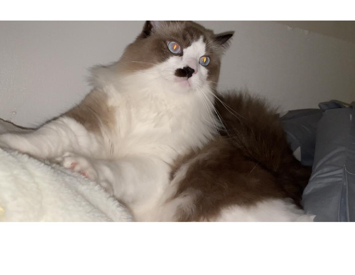 布偶猫能丑到什么程度? - 知乎