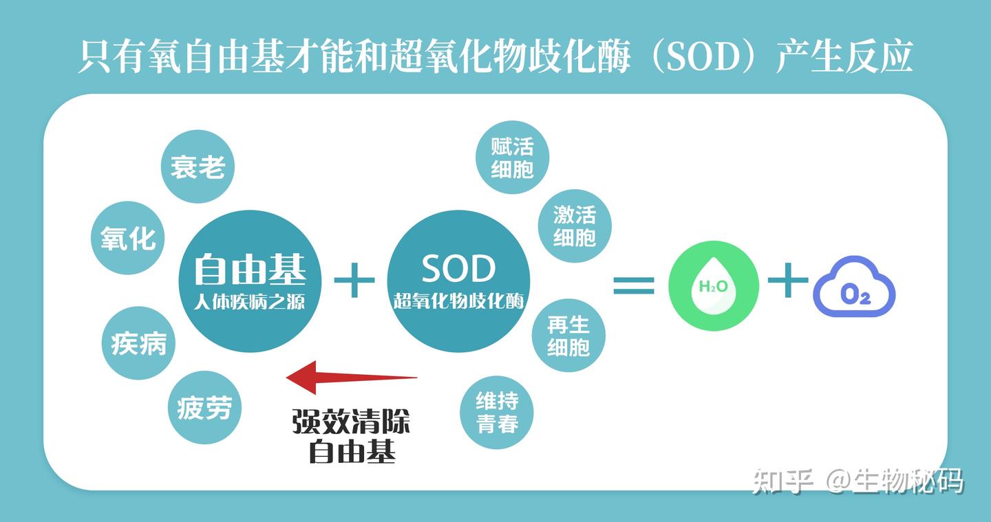 超氧化物歧化酶(SOD)为什么和其他的抗氧化剂不一样? - 知乎