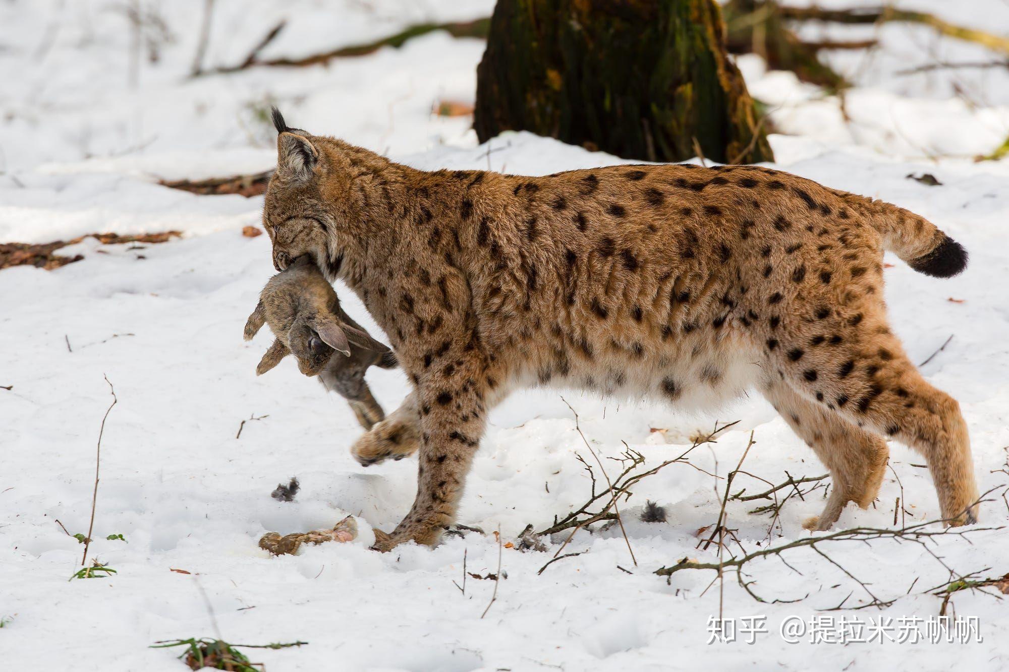 猞猁在生物分类学中归属于哪一类其捕食方式与猎捕对象是怎样的