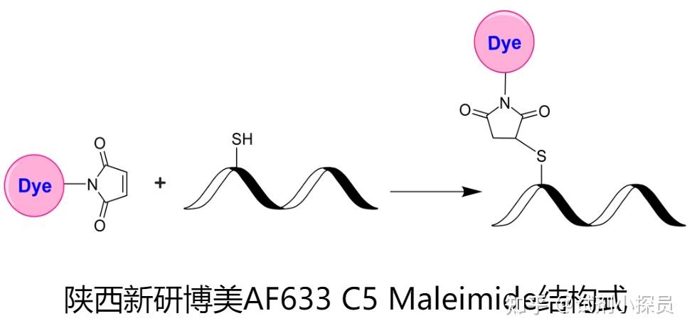 af633 c5 maleimide ,af633 c5 马来酰亚胺用于抗体,酶,细胞表面蛋白