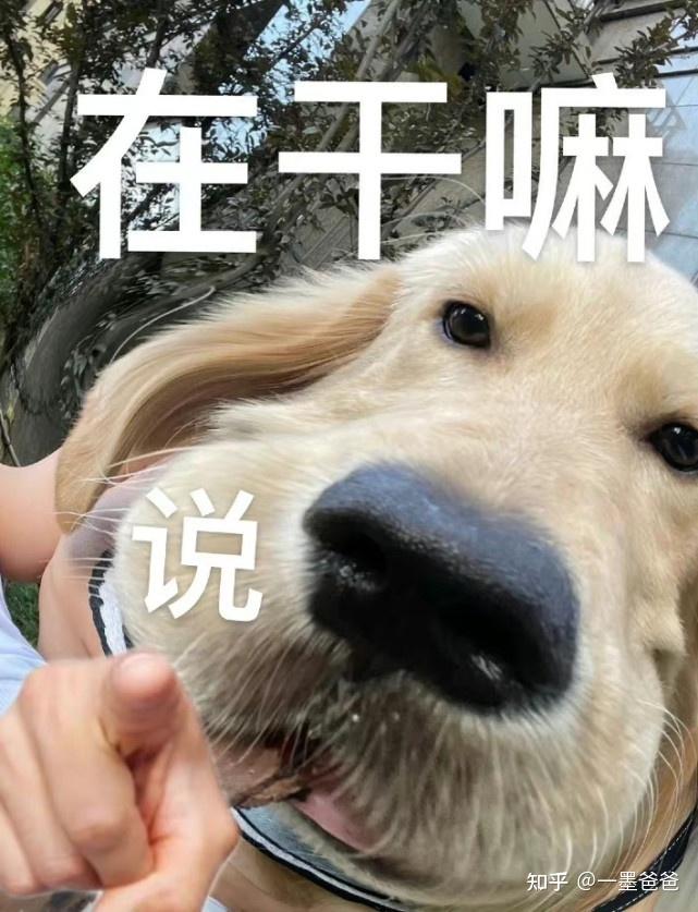 大家有没有一张贴着门框很委屈的金毛表情包急用谢谢