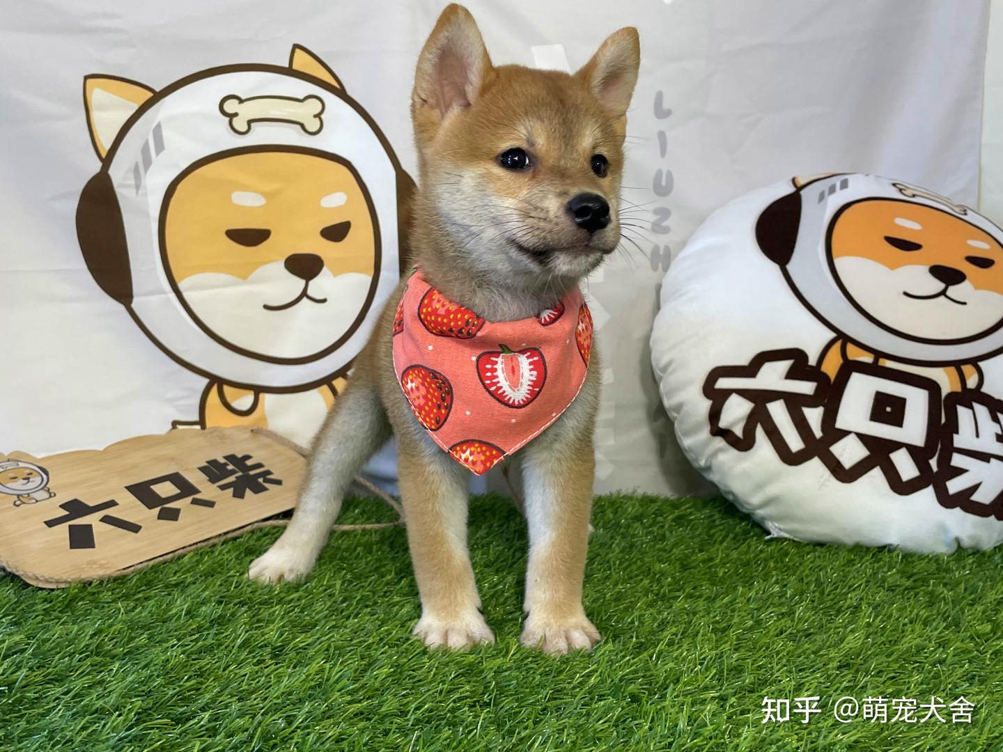 只需5点判断柴犬是否为纯种柴犬的方法！ - 知乎