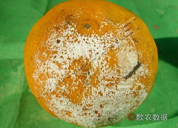 为什么食物发霉,青霉菌最多?