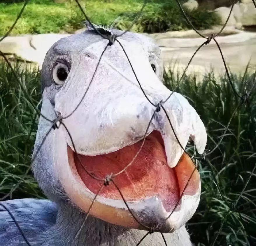 鸟中哈士奇爆红网络世界上头最大的鸟居然这么傻啊哈哈哈哈