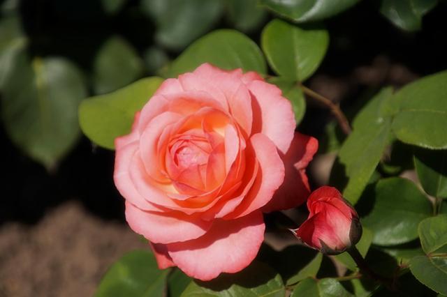 这5种花 8月不修剪 就晚了 秋天没花看了 知乎 这5种花 8月不修剪 就晚了 秋天没花看了 知乎