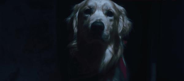 《冷猫狗》今年最颠覆！限制级禁忌挑战