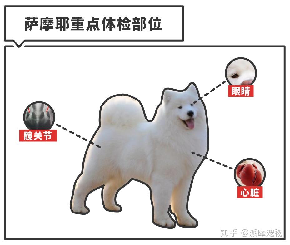 萨摩耶灰白色图片