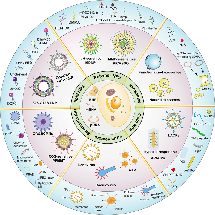 CRISPR Cas9 crispr-cas9