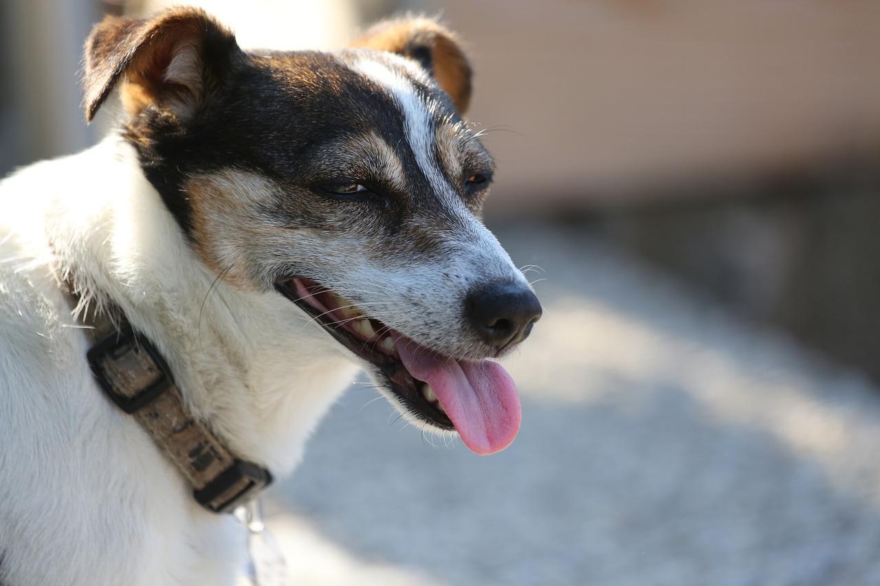 欢欢与森林朋友