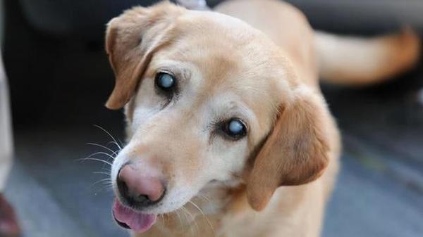 狗子眼球发白 是得了白内障 知乎